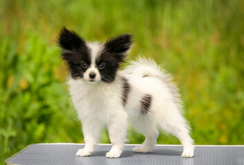 Black and white little chihuahua papillon puppy standing on table and posing against green grass background