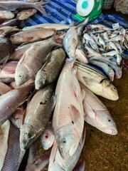 A wide variety of freshly caught Mekong River fish laid out on a blue tarp at Dao Heuang Market,...