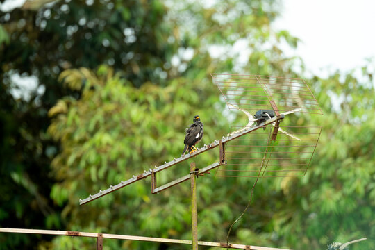 A common myna bird is perched on a rusty television antenna on a rooftop, blending urban life with nature. The bird is surrounded by green foliage