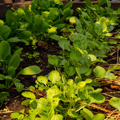 fresh green  kale growing in  field, thailand,vegetable,organic with sunrise