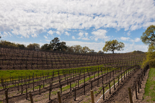 Paso Robles Rolling Vineyard Hills with Oak Trees