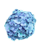 雨上がりの紫陽花C-2