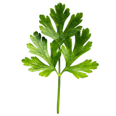 A fresh green parsley leaf, showcasing its vibrant color and distinct shape, often used in culinary...