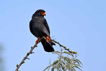 m&auml;nnlicher Rotfu&szlig;falke mit erbeuteter Libelle // Red-footed falcon with captured dragonfly (Falco vespertinus)