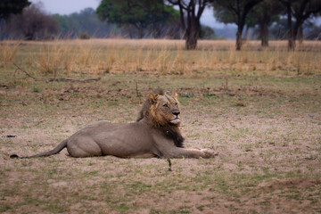 Male lion with South Luangwa background