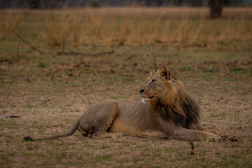 Male lion relaxing looking back