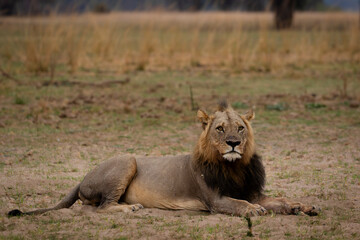 Male lion sitting and relaxing