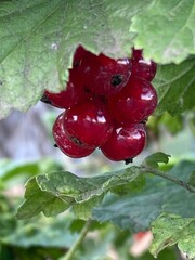 Red currant berries growing on a bush in summer garden