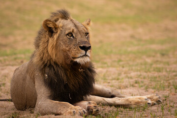 Side portrait of male lion