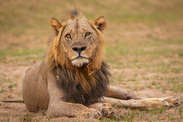 Portrait of male lion