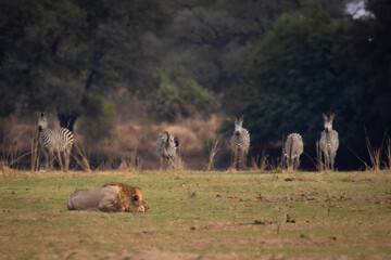 Male lion sleeping while zebra watch