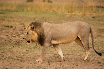 Side view of male lion walking