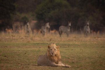 Male lion looks at camera with zebra watching 