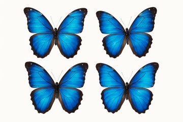 Blue tropical butterflies isolated on white background Elegant and vibrant wings