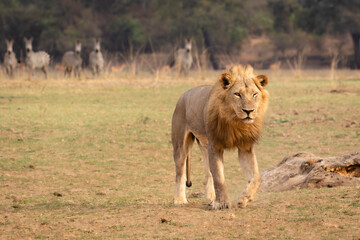 Male lion walking away from watching zebra