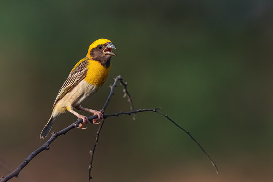 Baya Weaver is a weaverbird found across the Indian Subcontinent. Known for their hanging retort shaped nests woven from grass.
