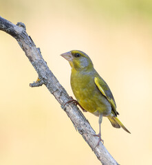European greenfinch, Chloris chloris. A bird sits on a branch on a beautiful background, close-up