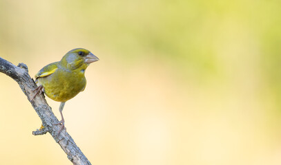 European greenfinch, Chloris chloris. A bird sits on a branch on a beautiful background