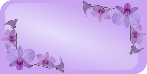 composition of empty space with soft purple violet color and orchid flower object as background inspiration