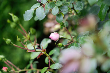 Colorful roses in the garden