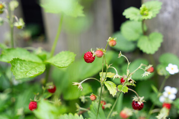 Wild strawberries in the garden