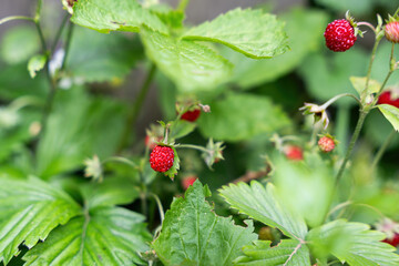Wild strawberries in the garden
