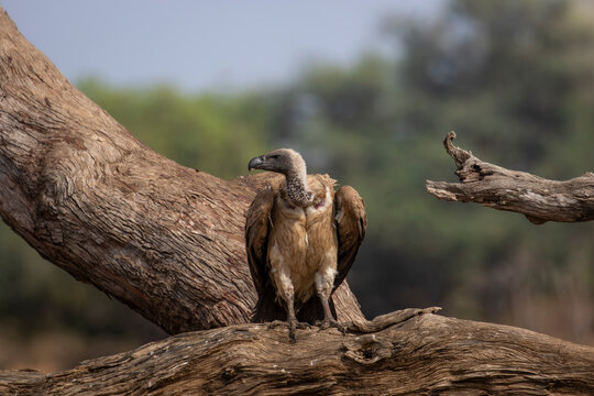 White backed vulture