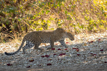 Leopard walking in daylight