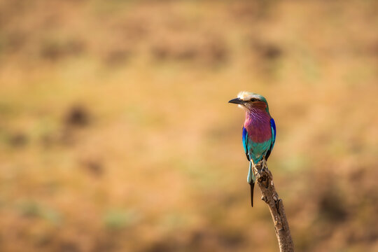 Lilac-breasted roller