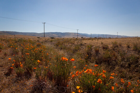 Wild Poppies Glowing along the Roadside in Antelope Valley California