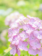 梅雨から初夏の公園や花壇を彩るアジサイのある風景。繊細で美しい装飾花の様子のクローズアップ。木漏れ日の光でボケた景色。ぼんやりした花畑のイメージ