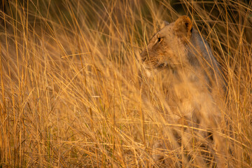 Lioness sitting in golden grass