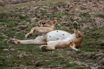 Very full lioness rolling around on her back