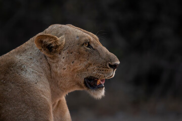 Side portrait of lioness