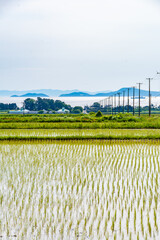 海の見える田植えが完了した田んぼ