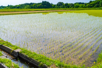 田植えが終わった里山の田んぼ