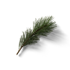A green pine branch with needle-like leaves, casting a soft shadow on a white background.