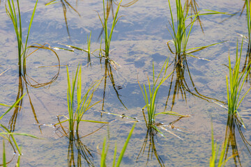 田植えしたての稲の苗