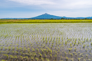 田植えが完了した田んぼと岩木山