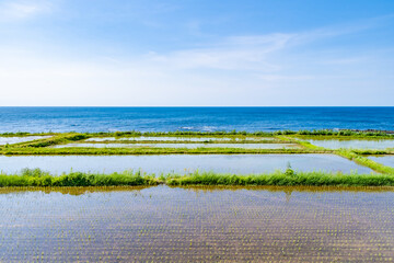 田植えが完了した海岸沿いの田んぼ