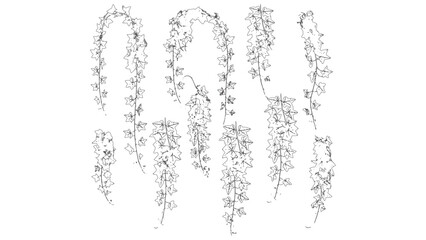 Trailing Ivy Vines Plant Line Drawing