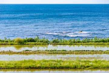 田植えが完了した海岸沿いの田んぼ