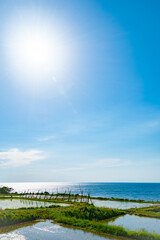 田植えが完了した海岸沿いの田んぼ