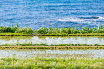 田植えが完了した海岸沿いの田んぼ