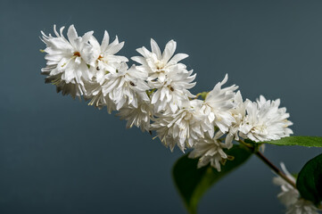 Elegant White Deutzia Shrub Branch with Lush Green Leaves