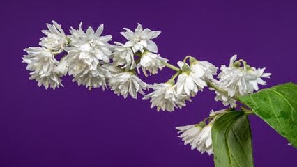 Beautiful White Deutzia Flowers Against a Bold Purple Background
