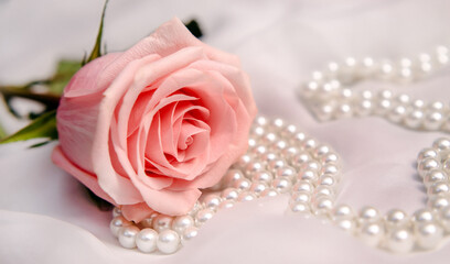 The branch of pink rose on white fabric background
