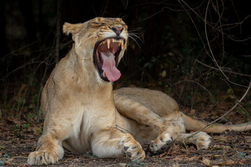 Lioness yawning while sitting