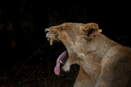 Side profile of lioness yawning with dark background