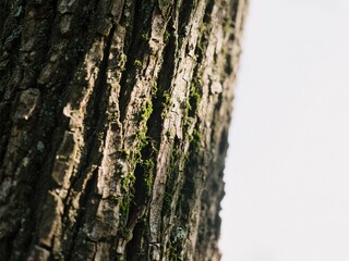 Obraz premium tree trunk 